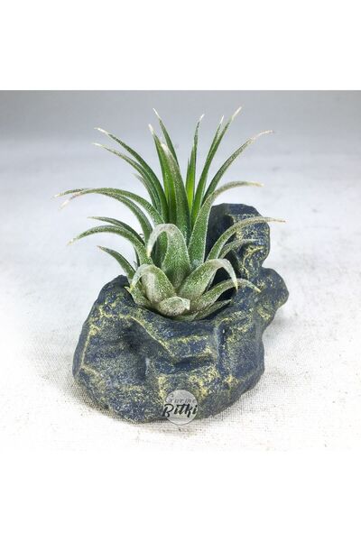 Gurme Bitki Tillandsia Ionantha Aranjman - Gold Stand - Hava Bitkisi Air Plant
