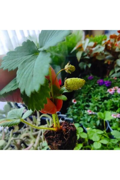 Strawberry seedling (giving 7) 2 pcs