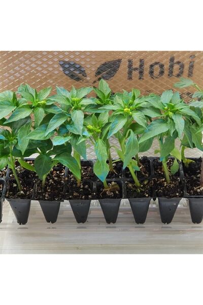 Genel Markalar Domates Fidesi ve Kıl Biber Fidesi Karışık Paket 5 Domates 5 K...