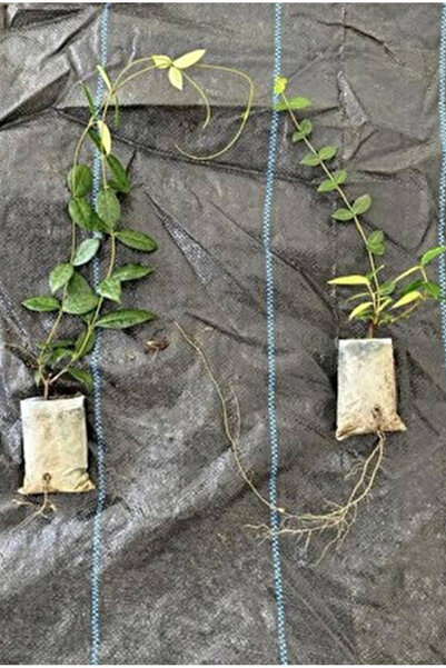 körfezgardens Yasemin Çiçeği 1 Yaş Tüplü Hızlı Büyüme Gerçek Fotoğraf