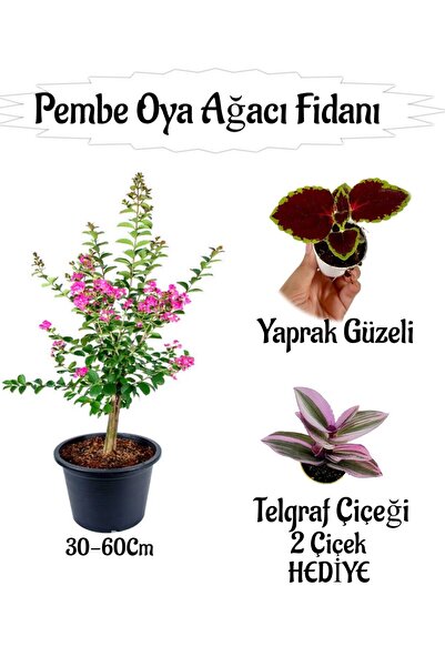 Bitkim Sende Pembe Oya Ağacı Fidanı 1 ADET Saksılı+Yaprak Güzeli-Telgraf Çiçe...