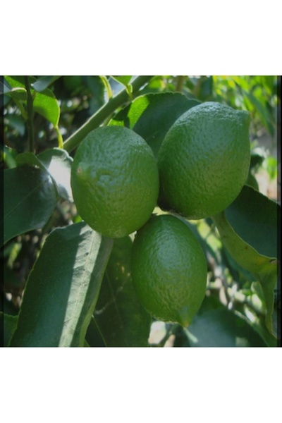 AYDOĞDU Tahiti lime içi dışı yeşil bol sulu limon fidanı