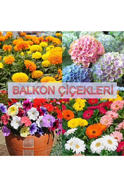 bfalina botanik 40 ADET KOKULU BALKON ÇİÇEKLERİ TOHUM PAKETİ-ÇOK YILLIK (KADİFE, ORTANCA, PETUNYA, GERBERA)
