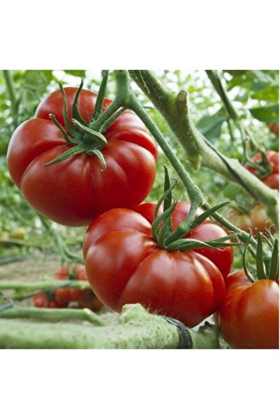 Bitki Dizayn Meşhur Yerel Bol Verimli Ayaş Domates Fidesi-5 Adet