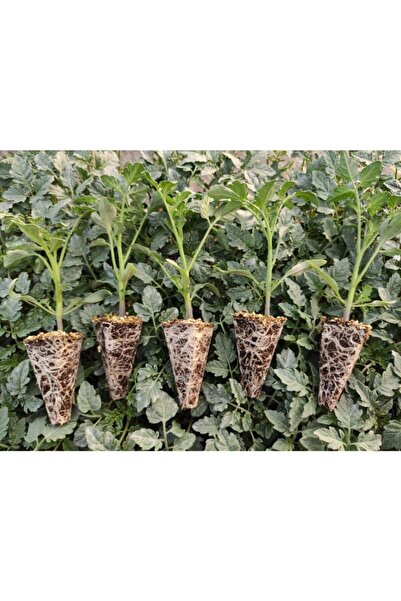 sukulentdunyammm Çeri Domates Fidesi Yüksek Verimli 10 Adet