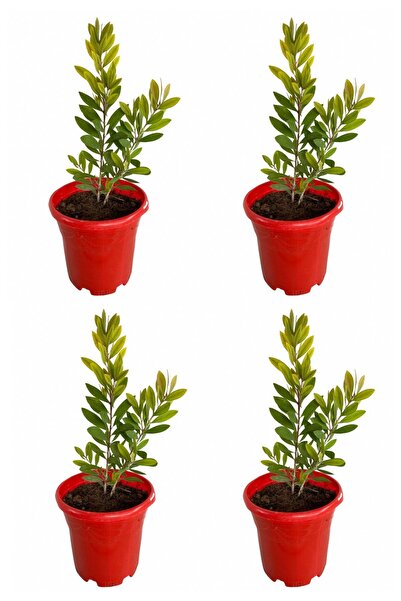 VastPlant 4’lü Fırça Çalısı (callistemon) 20-30cm