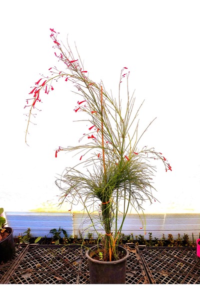 Bitkim Sende Kampanyalı Kırmızı Mercan Çiçeği 1 Adet Tül Kuşkonmaz Bahçe Tera...