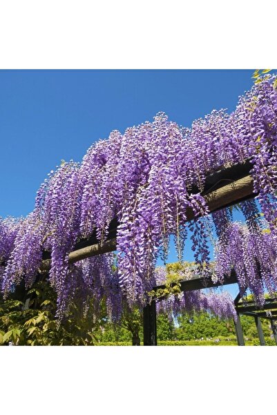 bahçevilya Mor Salkım Fidanı 2 Yaşında Tüplü