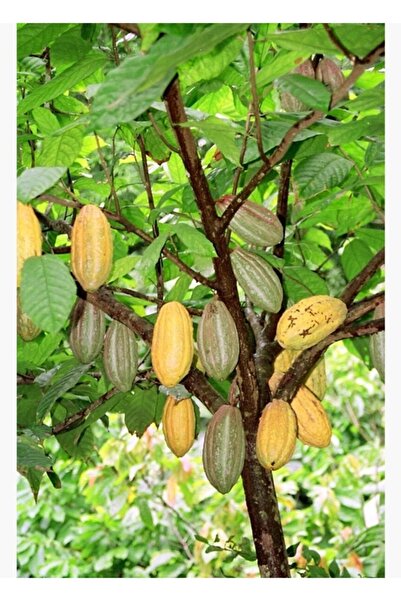 Jeronkarji Kakao Ağacı, Bakla Ile Tablo Ahşap Poster Dekoratif