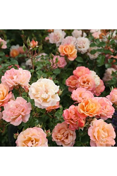 Ucuzluk Diyarı Açık Kök Gül Fidanı ( Nar Çiçeği ) 30 40 Cm Boy