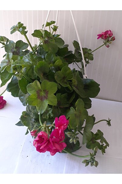 Yalvaç Peyzaj Sakız Sardunya