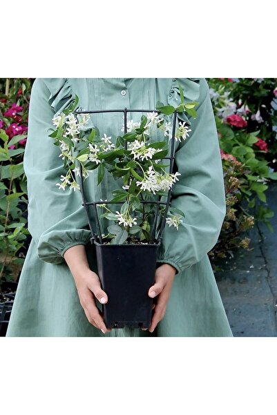 körfezgardens Yıldız Fransız Yasemin Fidanı 100 Cm, Bol Koku, Yoğun Görüntü. ...