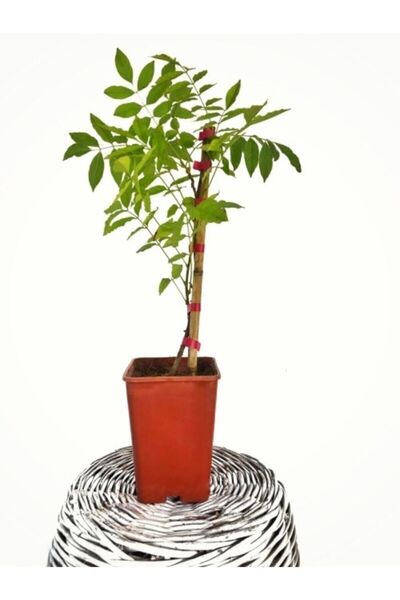 Fidanvar Mor Salkım Çiçeği Sarmaşık ( Wisteria Sinensis) 40-50 Cm Bitki Toprağı Torf