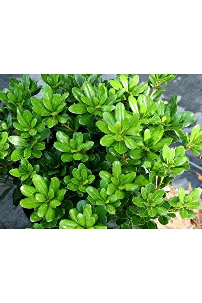 YAĞMUR BOTANİK Pitos Fidanı 20-30 Cm