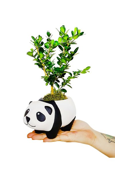 çiçekseli Sevimli Panda Seramik Saksılı Buxus Bonsai Canlı Bitki Tasarımı Ev Ofis Masaüstü Bitkisi Şimşir