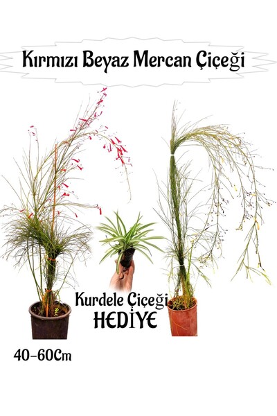 serada decor & plant Kırmızı Mercan-Beyaz Mercan Çiçeği 2 Adet+Bordo Yaprak G...