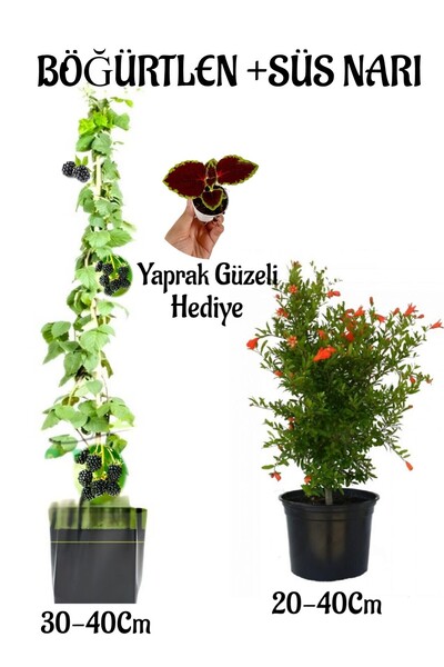 Bitkim Sende Böğürtlen Meyve Fidanı 1 Adet Bodur Süs Narı Fidanı 1 Adet Yapra...