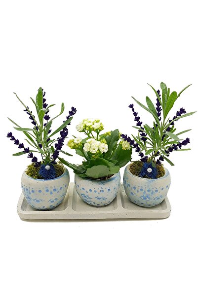 çiçekseli 3'lü Mavi Okyanus Saksıda Lavanta Ve Kalanchoe Set & Canli Saksi Ci...