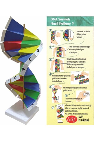 Genel Markalar Karton DNA Sarmalı Modeli, eğlenceli ve eğitici masa oyunu seti