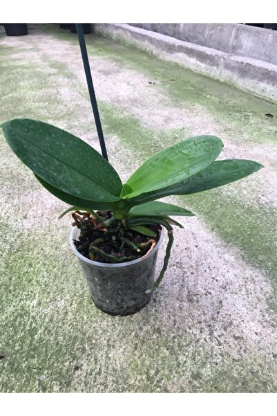 Orkide Fidesi Çiçek Açmaya Hazır Saksıda Çiçek