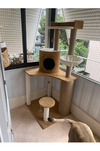 Cathause Cat scratching