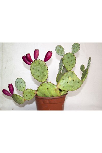 BAYRAKTAR PEYZAJ Kaynana Dili Hint Inciri Kaktüs 8 Cm Orta Boy Saksıda