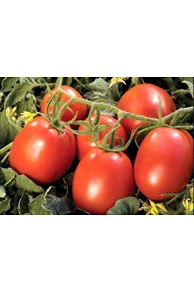 AKSU Domates Coşturan Gübre 20 Kg