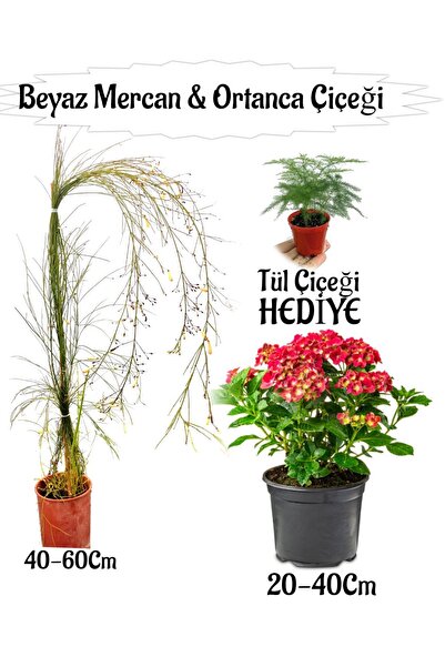 Bitkim Sende Beyaz Mercan Çiçeği 1 ADET+Kırmızı Ortan Çiçeği 1 ADET Sakıslı+T...