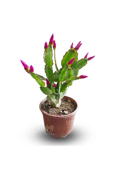 Eminenin Köy Mutfağı Mor (FUŞYA) Paskalya Çiçeği - Hatiora Gaertneri