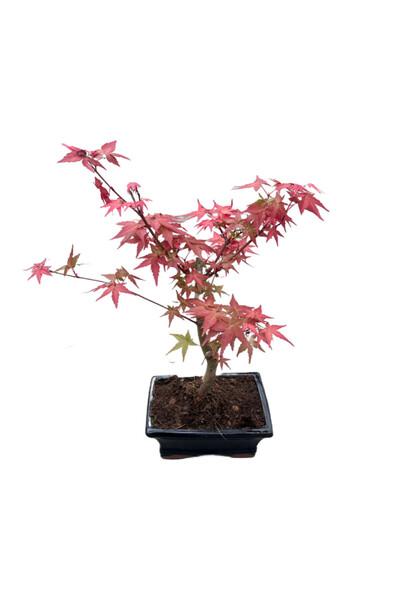 Betonish Bonsai - Acer