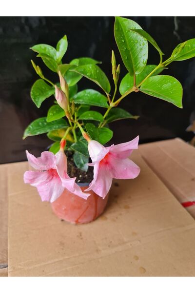 YAĞMUR FİDANCILIK Pembe Mandevilla Çiçeği 40-50 Cm