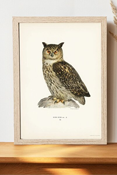 Luna Marissa Αφίσα Κουκουβάγιας - Αφίσα Ζώων χωρίς πλαίσιο Digital Art