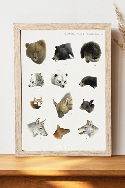 Luna Marissa Αφίσα Vintage Animals - Αφίσα τοίχου από γυαλιστερό χαρτί χωρίς ...