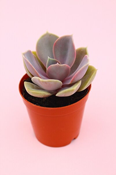 kaktuskent Echeveria Perle Sukulent - 5.5 cm Saksı