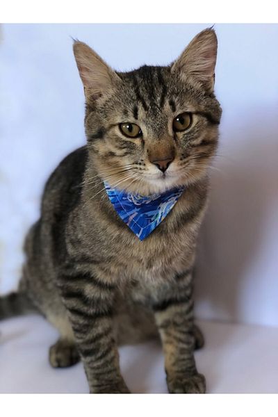 mavi kedi tasmasi modelleri fiyatlari trendyol