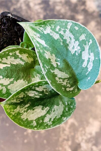 Cemre Garden Scindapsus Pictus Argyraeus - Salon Sarmaşığı Satin - Ev Ofis Salon Iç Mekan Bitkisi - 30 Cm