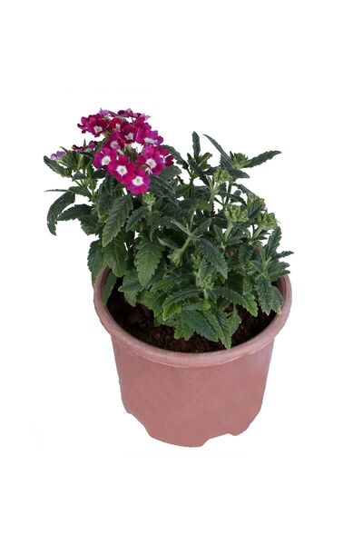 HOBİ VE BAHÇE Yayılıcı Mine Çiçeği Saksı'da (VERBENA OFFİCİNALİS)