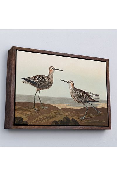 Harita Sepeti Tabloul „Păsările din America” de John James Audubon cu cadru-7011