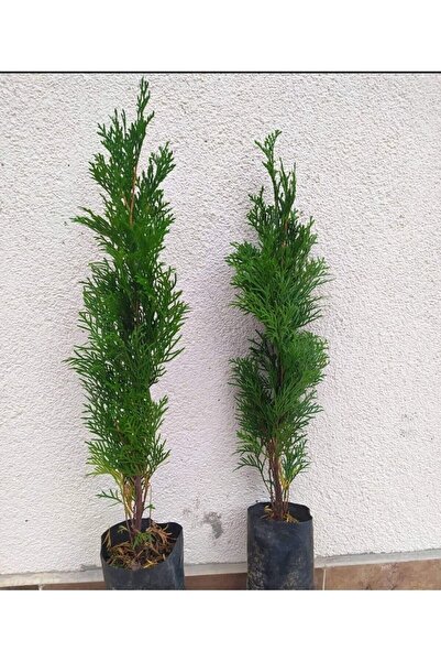 bahçevilya Mazı Fidanı 2 Yaş (SMARGAT)