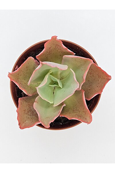 DOĞA BAHÇESİ Echeveria Giant Blue Curls Ithal Koleksiyonluk Tür Sukulent 8,5 ...