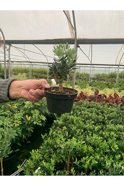 Bonsai Olive Legend Campaign is a Non-Smuggable Opportunity