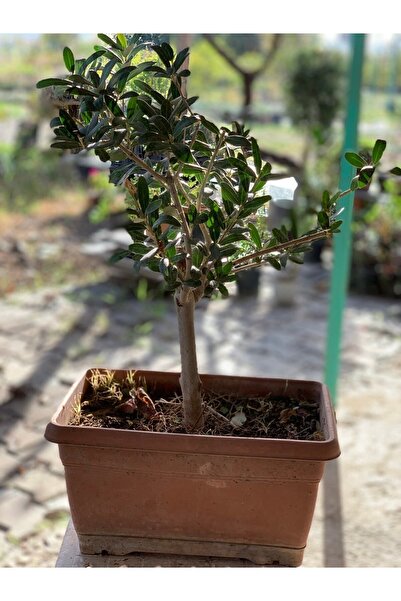 körfezgardens Bonsai Zeytin Ağacı 5 Yaş
