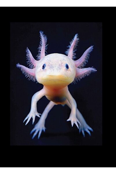 Jeronkarji Axolotl Meksikalı Yürüyen Balık Sevimli Amfibi Axolotl Tablo Ahşap...