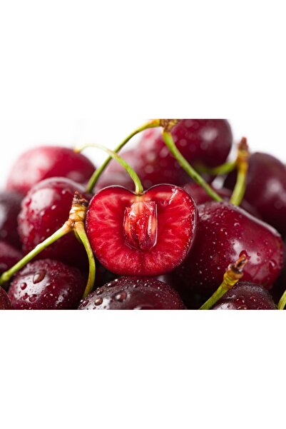 Bahçem Fidancılık Vişne Fidanı