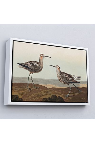 Harita Sepeti Tabloul „Păsările din America” de John James Audubon cu cadru-7011