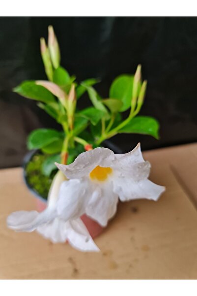 YAĞMUR FİDANCILIK Beyaz Mandevilla Çiçeği 25-30 cm