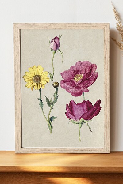 Luna Marissa Γαλλικά τριαντάφυλλα Jacques Le Moyne Αφίσα - Αφίσα τοίχου από γ...