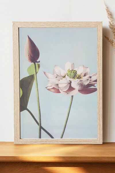 Luna Marissa Αφίσα Lotus Flowers Ogawa Kazumasa - Αφίσα τοίχου από γυαλιστερό...