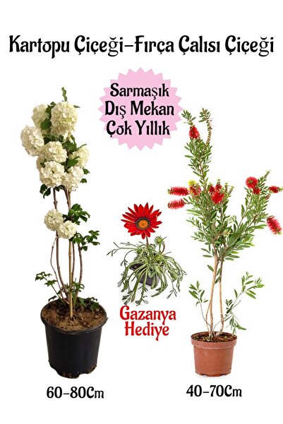 Bitkim Sende Kartopu Çiçeği 1 ADET +Fırça Çalısı 1 ADET+Kırmızı Gazanya Hediy...