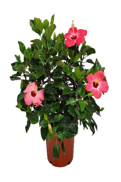 Bitkim Sende Kartopu Çiçeği 1 ADET +Pembe Japon Gülü 1 ADET+Sarı Gazanya Hediye Saksılı Bahçe Seti